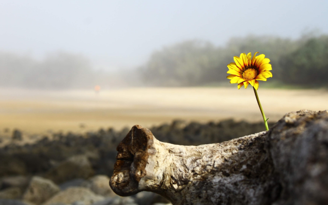 Abracemos la Cuaresma con esperanza